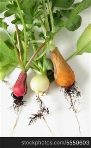 Three different varieties of radish, Raphanus sativus, freshly pulled from a garden with soil still on their roots