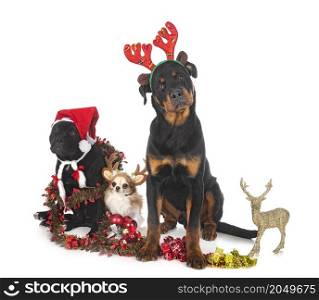 three dogs and christmas, in front of white background