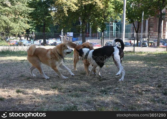 Three dogs enjoying game in dog park