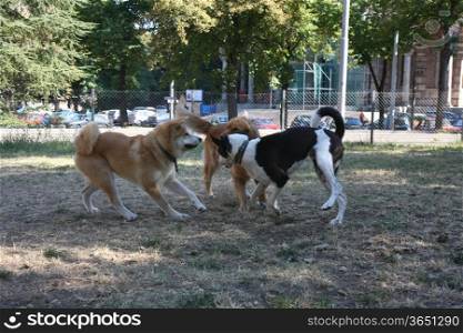 Three dogs enjoying game in dog park