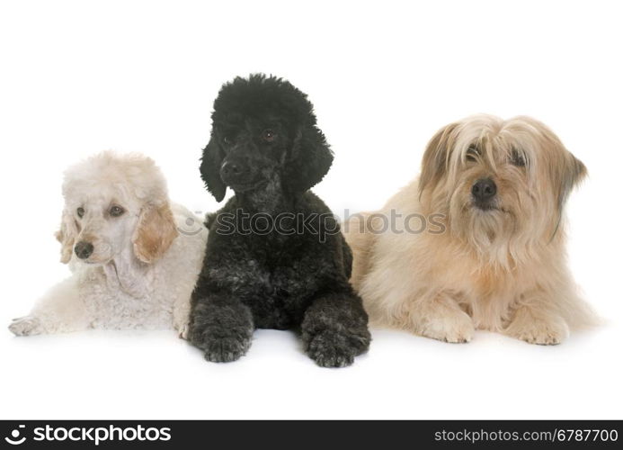 three dogs in front of white background