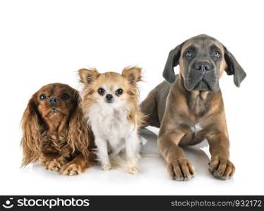 three dogs in front of white background