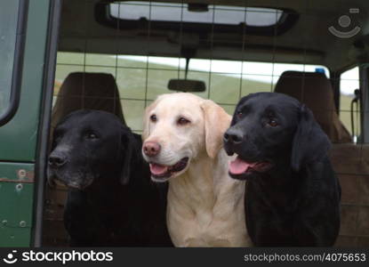 Three dogs in the back of vehicle