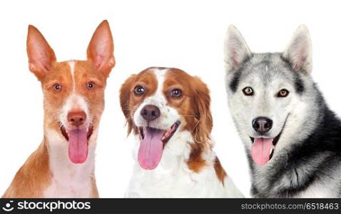 Three dogs looking at camera . Three dogs looking at camera isolated on a white background