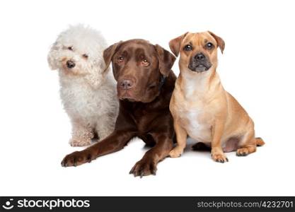 three dogs. maltese, chocolate labrador and a mixed breed