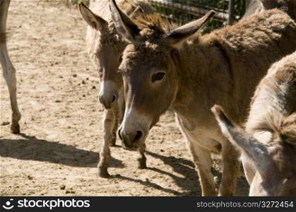 Three donkeys outdoors