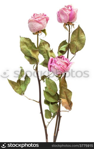 three dry roses on a white background