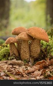 Three edible mushroom species,red-capped