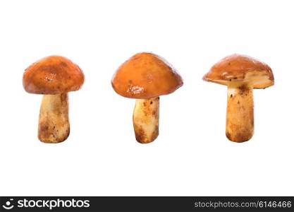 Three edible mushrooms Suillus luteus) isolated on a white background