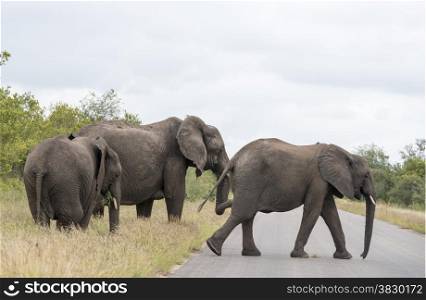 three elephants crossing the road in national kruger wild park south africa near hoedspruit at te orphan gate