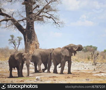 three elephants in Africa