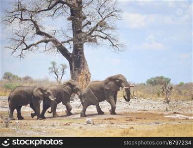 three elephants in Africa