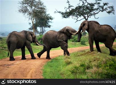 Three elephants play on the dirt track in a park of Tanzania
