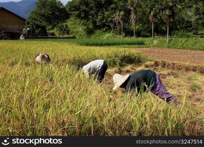 Three farmers working in a rice paddy field, Xingping, Yangshuo, Guangxi Province, China