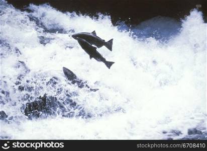 Three fish jumping over a river