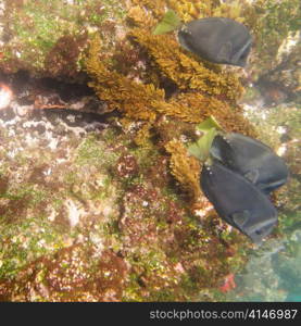 Three fish swimming underwater, Tagus Cove, Isabela Island, Galapagos Islands, Ecuador