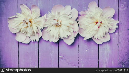 Three flowering buds of a white peony on a lilac wooden background, empty space