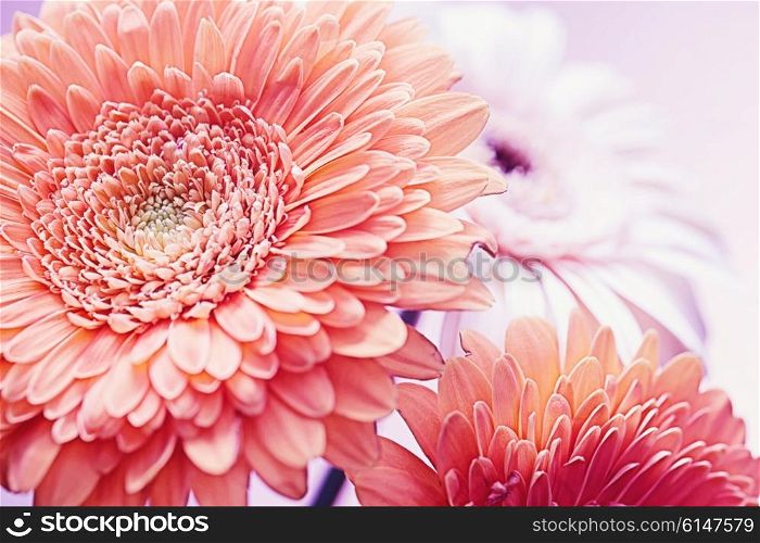 Three flowers of gerberas closeup
