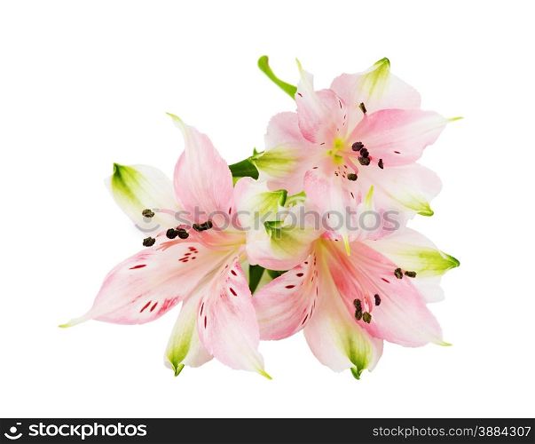 Three flowers of pink alstroemeria isolated on white