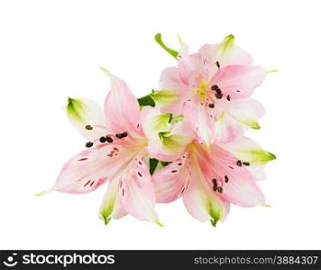 Three flowers of pink alstroemeria isolated on white