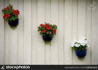 Three flowers pots on a wall