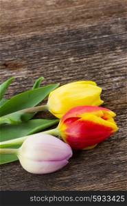 three fresh muticolored tulip flowers on wooden table. three multicolored tulips