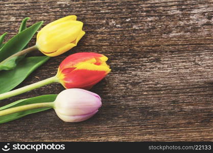 three fresh muticolored tulips on wooden table, retro instagram toned