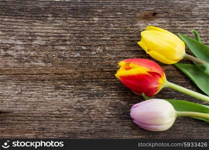 three fresh muticolored tulips on wooden table. three multicolored tulips