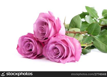 Three fresh pink roses isolated on a white background
