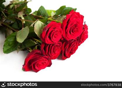 Three fresh red roses isolated on a white background