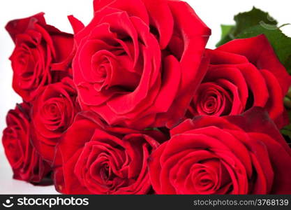 Three fresh red roses isolated on a white background