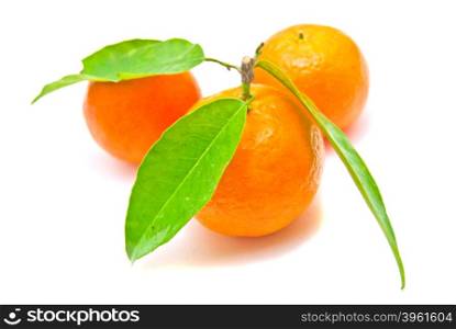 three fresh tangerines on a branch on white background
