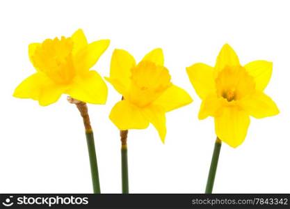 three freshness daffodil on a white background