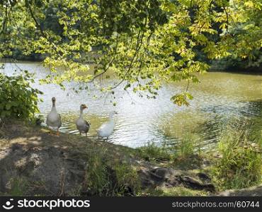 three geese stand near pond in beautiful summer sunlight under chestnut tree