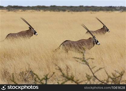 Three Gemsbok (Oryx gazella) walking in the grasslands of Etosha National Park in northern Namibia, Africa.