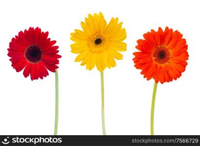 three gerbera flowers isolated on white background
