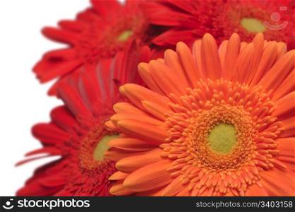 Three gerberas on a white background, close-up shot