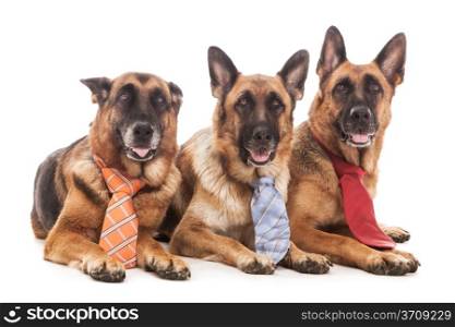 Three German Shepherds are wearing a tie over white isolated background