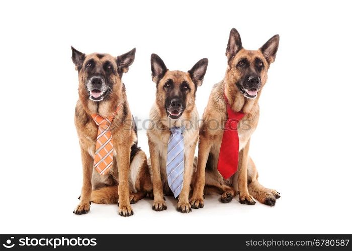 Three German Shepherds are wearing a tie over white isolated background