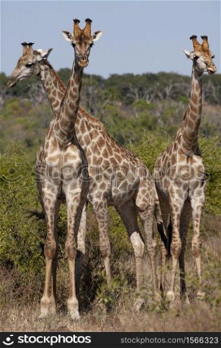Three Giraffe (Giraffa camelopardalis) in Chobe National Park in northern Botswana, Africa.