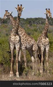 Three Giraffe (Giraffa camelopardalis) in Chobe National Park in northern Botswana, Africa.
