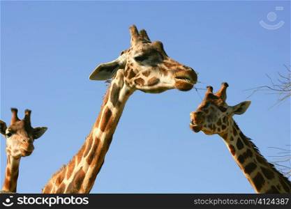 Three giraffe necks and heads over blue sunny sky