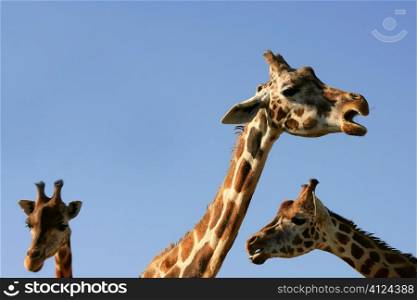 Three giraffe necks and heads over blue sunny sky