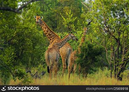 Three giraffes (Giraffa camelopardalis) in a forest, Makalali Game Reserve, South Africa