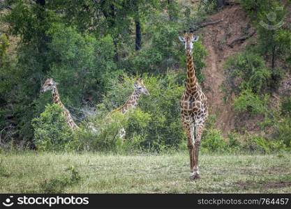 Three Giraffes in green savannah in Kruger National park, South Africa ; Specie Giraffa camelopardalis family of Giraffidae. Giraffe in Kruger National park, South Africa