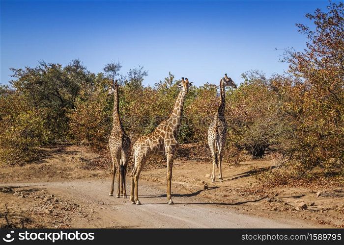Three Giraffes on safari gravel road in Kruger National park, South Africa ; Specie Giraffa camelopardalis family of Giraffidae. Giraffe in Kruger National park, South Africa