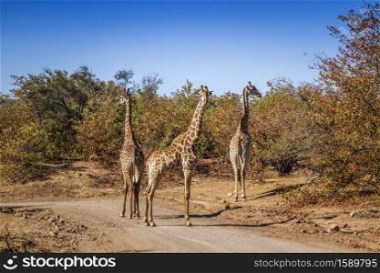 Three Giraffes on safari gravel road in Kruger National park, South Africa ; Specie Giraffa camelopardalis family of Giraffidae. Giraffe in Kruger National park, South Africa