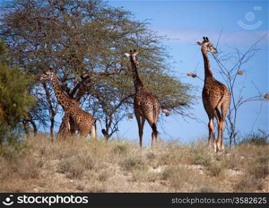 Three giraffes on savanna. Safari in Amboseli, Kenya, Africa