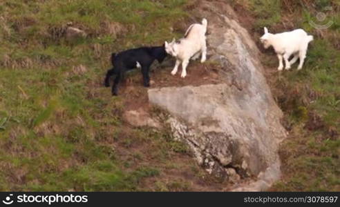 Three goats bump on the slope