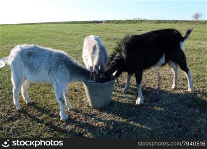three goats drinking water from thr bucket. three goats drinking water from thr bucket on the pasture